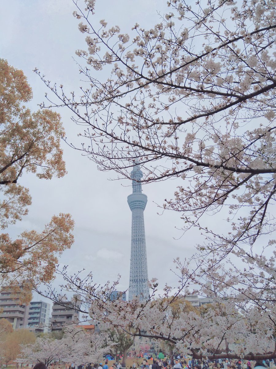 As cherry blossom season in Japan draws to a close, we wanted to share some pictures from our teams – featuring the iconic Tokyo Skytree Tower and our award-winning SPACIA X train! 🌸 You can learn more about the history of Hitachi in Japan here ➡ bit.ly/3UDlaGG