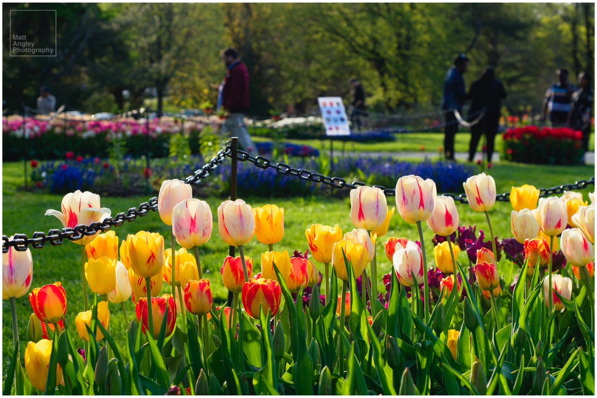 Washington Park Tulips 🌷 
📷 Fujifilm X-T3 | Canon FD 50mm f/3.5 Macro
#fujifilm #spring #tulips #flowers #albanyNY #discoveralbany #aroundalbany