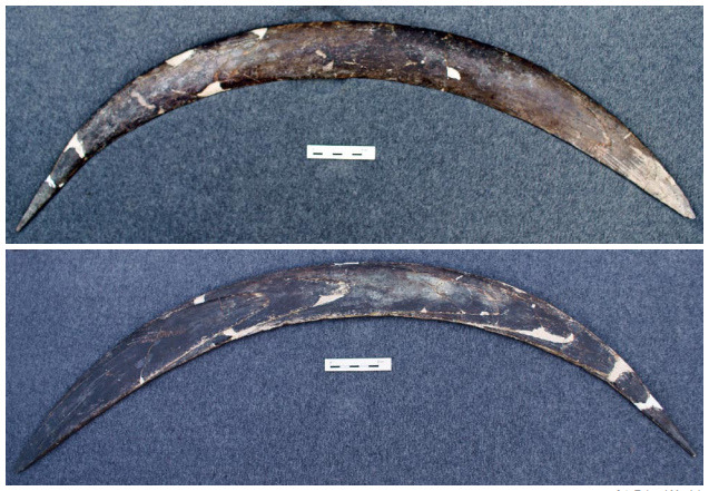 Did you know the oldest boomerang ever discovered was found in Poland? The Oblazowa Cave Boomerang dated to 23,000 years ago. It was carved from mammoth ivory and It measured 70cm or 27.5 inches. It may have been used to hunt small animals including rabbit, wolverine and even…