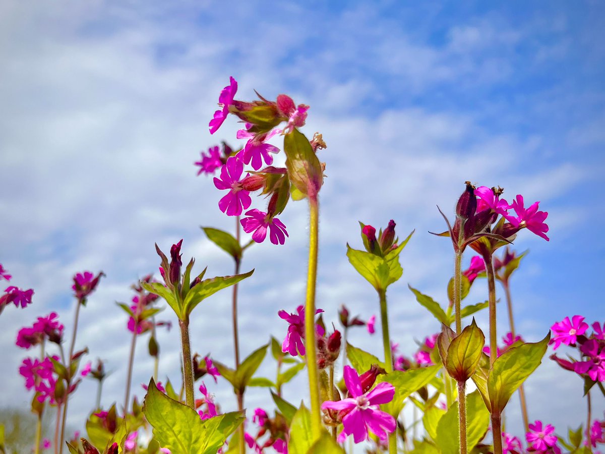 Better weather than expected today… red campion in a meadow just outside Aylsham and woodland at Hevingham Park this morning… @WeatherAisling @ChrisPage90 @StormHour @metoffice #loveukweather #Norfolk