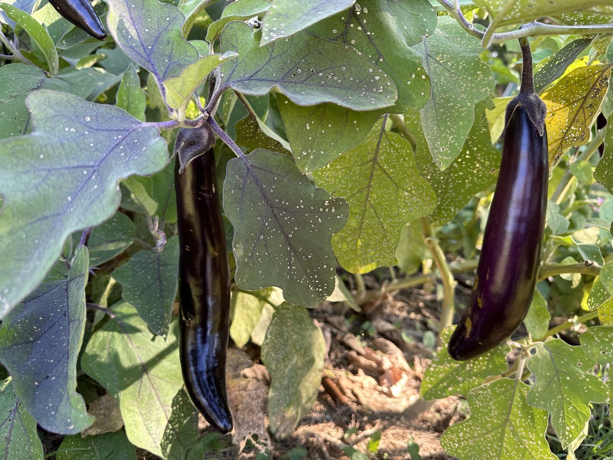 DYK the eggplant Ping Tung will be at our Summer Seedling Sale on May 11th? 🏆 It was THE winner in our 2023 variety trials, was the first to produce out of 16 varieties & kept going until frost. Also, even at 2-3' it didn't need any extra support. seedstl.org/plant-sales/
