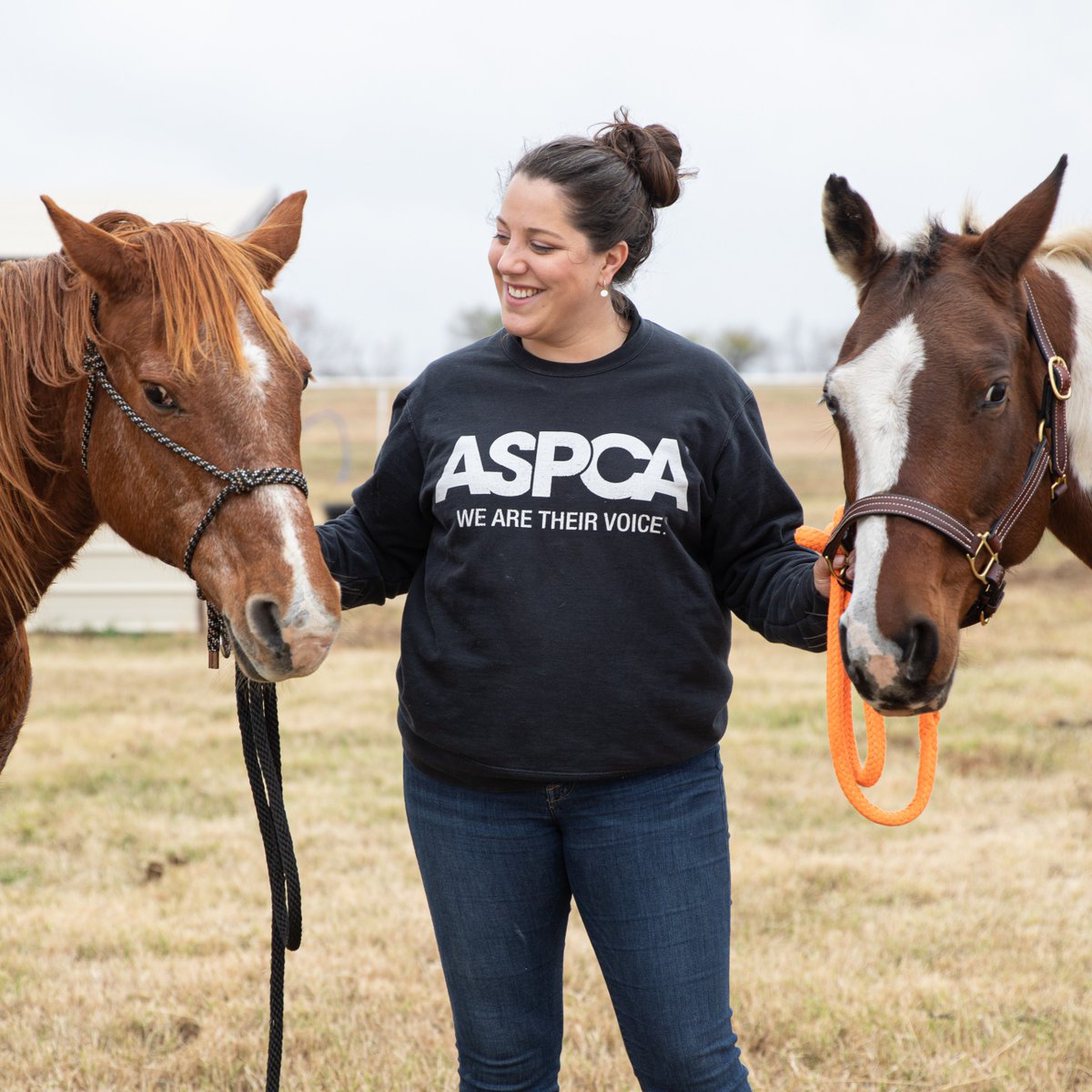 It is officially #AdoptAHorse Month! Let's join forces to spotlight adoptable equines and help them find loving homes. Check out this helpful guide for new equine adopters created by @HI_mag. #EquineWelfare #ASPCA #HorseRescue