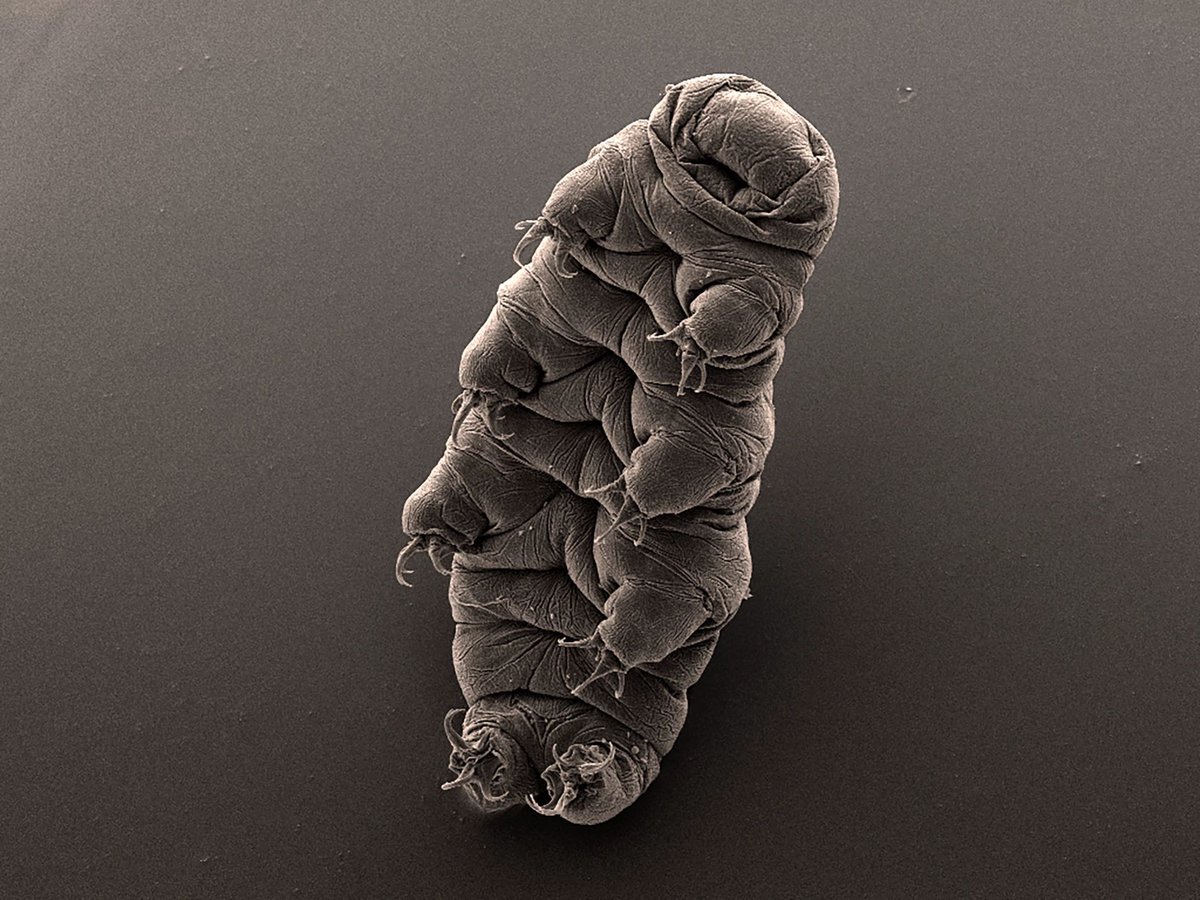 #NSFfunded researchers @UNC have discovered an aspect of tardigrades’ genetic makeup that helps them withstand >1000x more radiation than humans can; the discovery could aid in medical treatments and environmental remediation. bit.ly/4a5rgUF

📷: Bob Goldstein/Vicky…