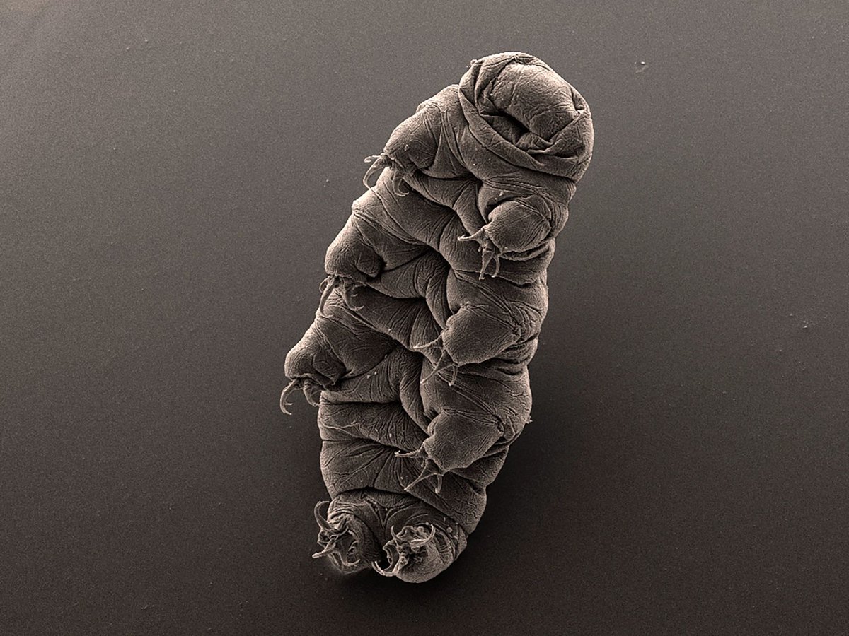 NSF's tweet photo. #NSFfunded researchers @UNC have discovered an aspect of tardigrades’ genetic makeup that helps them withstand >1000x more radiation than humans can; the discovery could aid in medical treatments and environmental remediation. https://t.co/tH4j95cbQn

📷: Bob Goldstein/Vicky Madden, UNC-Chapel Hill