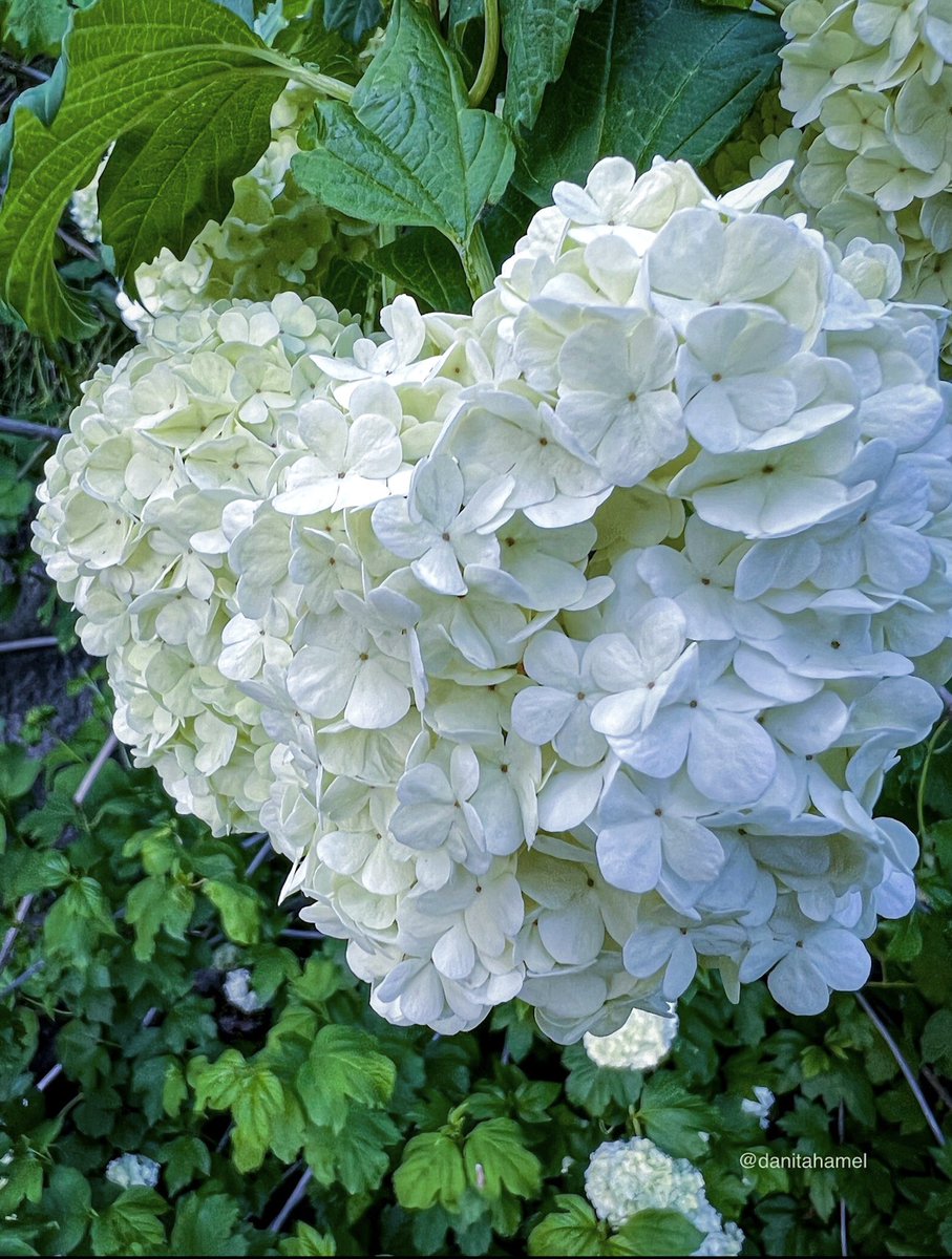 Happy Wonderful Wednesday to all my nature loving friends and creative photogs!👋🏻😁 QP a familiar shape that was captured by nature. ⚪️⬜️🔼🤍💠 Here’s mine: A Snowball blossom showing some love.🤍 #Shapes