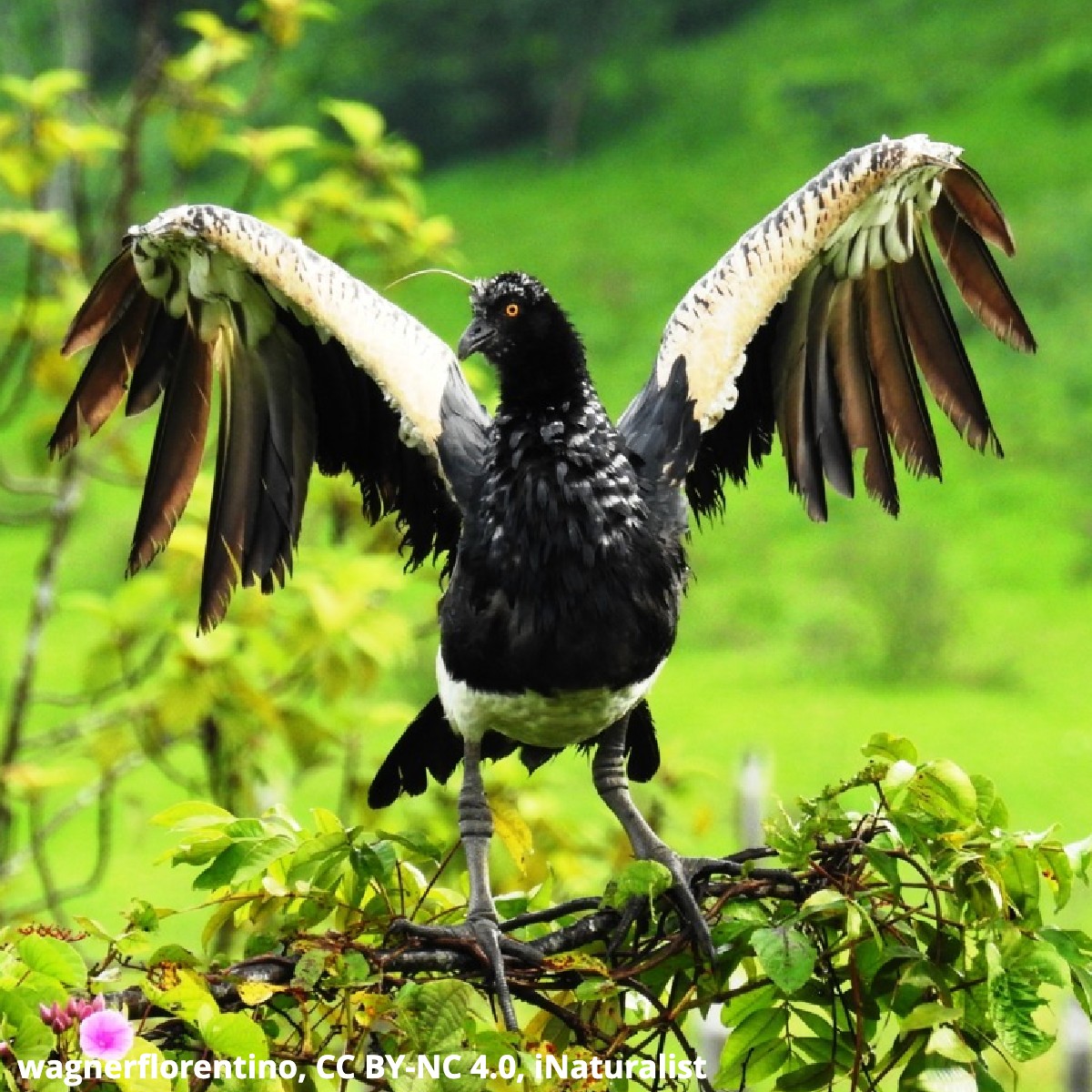 Can you guess how the Horned Screamer’s gets its name? This South American bird is known for its bonafide horn and its boisterous screaming calls. Made of cartilage, this bird’s horn grows as it ages and sometimes even breaks off—then grows back over time.