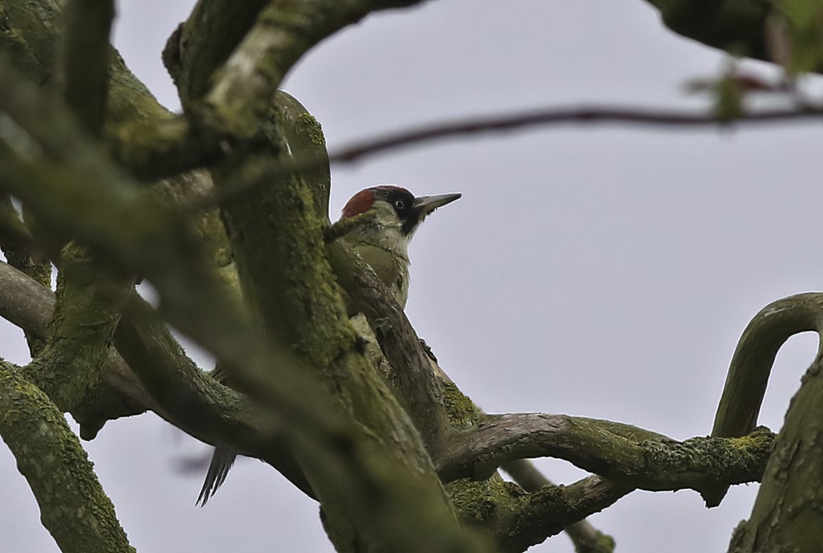 Whilst the 'yellow-bum' currency at Spurn continues to be Golden Oriole, here @FlamboroughBird we've upgraded to true vagrant status 😉 This Green Woodpecker found yesterday by @andyhood75 toured the outer head this am. Surprisingly, the year's second ... local patch madness!