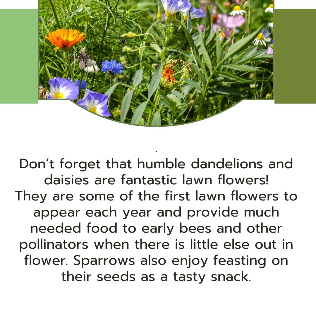 Increase the number of wildflowers in your garden🌻🌷🪻 A rainbow of wildflowers in your lawn doesn’t just bring garden owners joy, but it is also the sign of a healthy and thriving garden❤️ @EastAyrshire @VibrantEAC @Love_plants