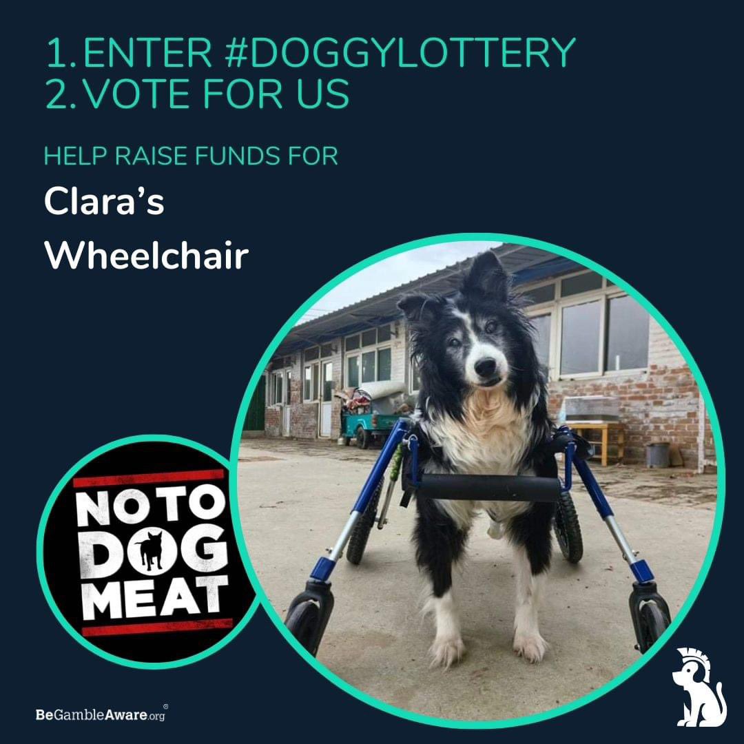 This is our miracle dog Clara. A few months ago her kidneys started to fail. But somehow she pulled through and is desperate to live. We have partnered with doggy warriors to help get her a wheelchair. Ticket are only £1.50 each. Please help. doggylottery.co.uk