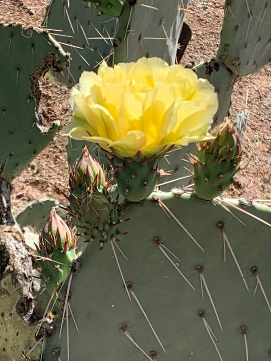 It's cactus bloom season! People unfamiliar with the desert think we don't have flowers. Prickly Pear. First come the blooms, then the fruit.