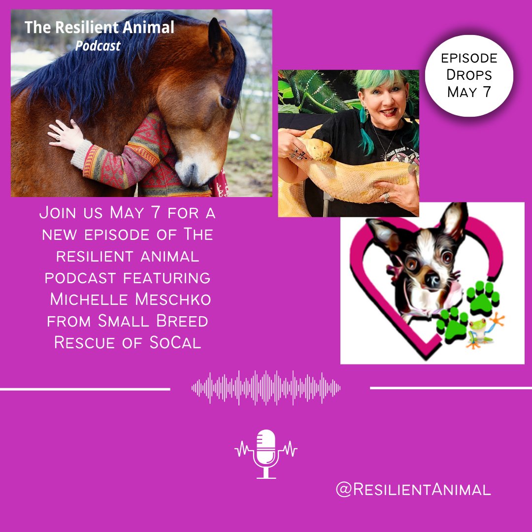 @ResilientAnimal chats with Michelle Meschko from #SmallBreedRescueofSoCal and #reptiles too!
You can listen to this episode beginning May 7. Check out our website for more information about this organization theresilientanimal.buzzsprout.com
#HumanAnimalBond #LearningNeverStops