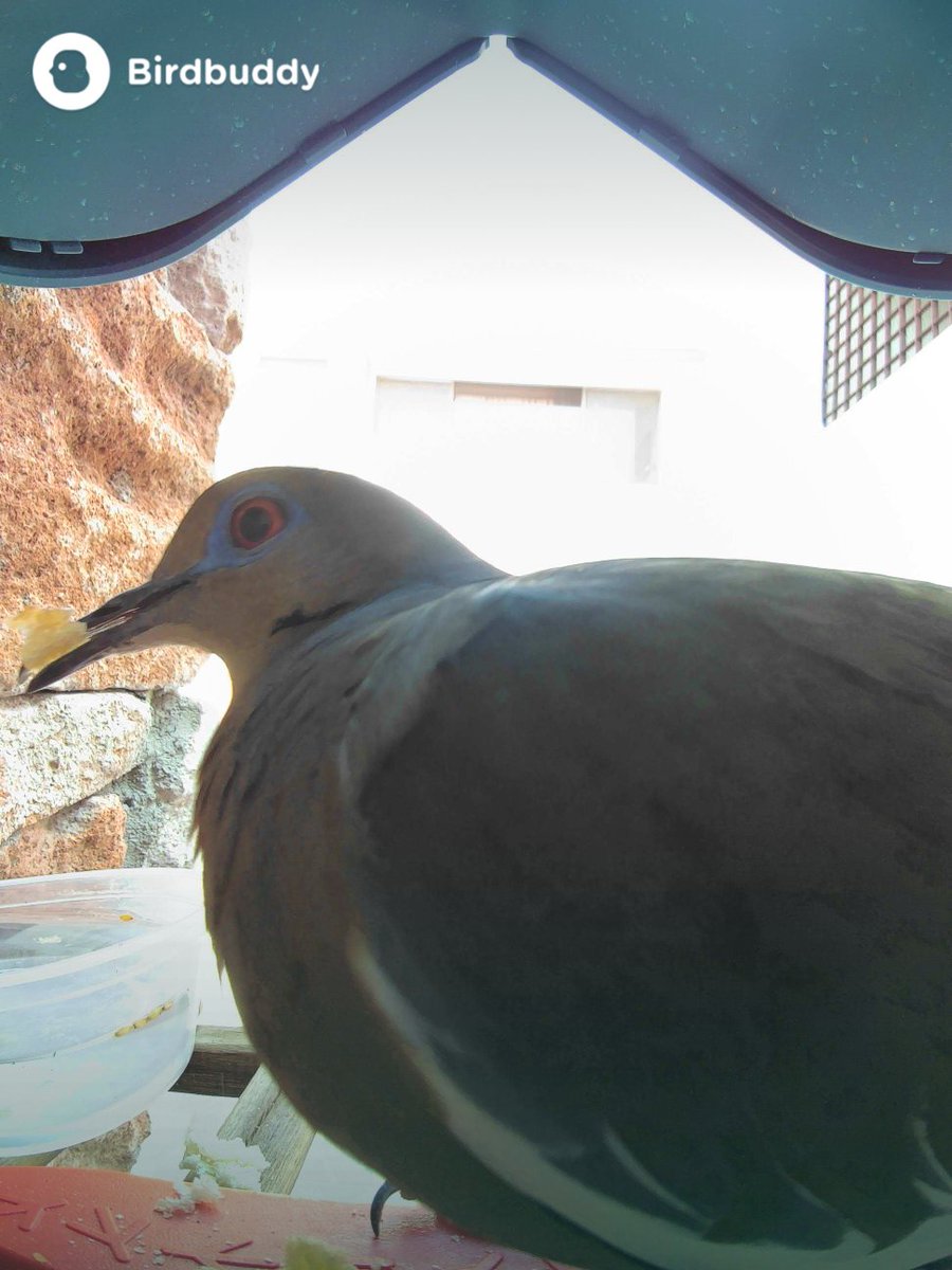 Pigeons posing at parents' home @mybirdbuddy @MespinozElena