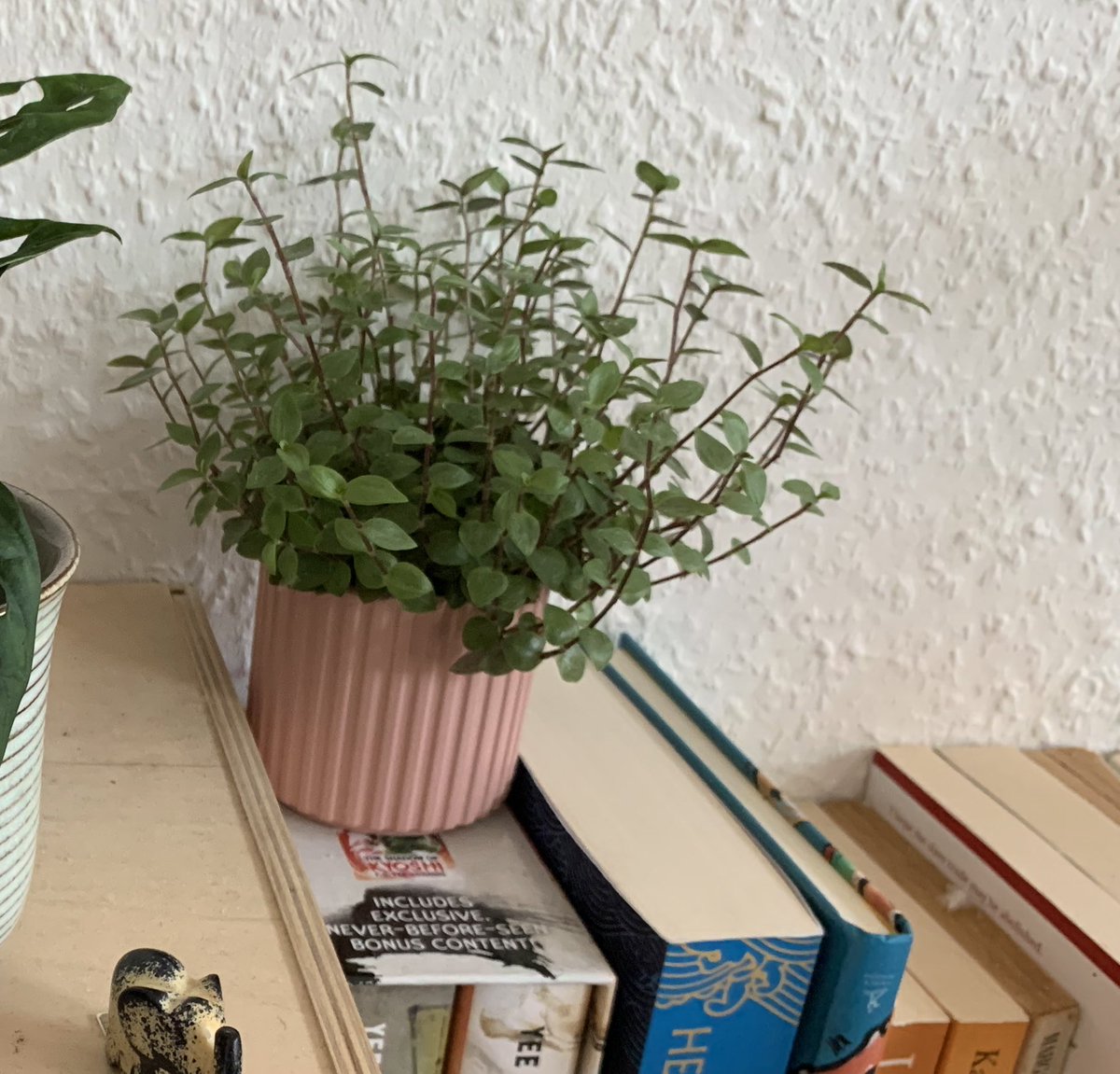 repotted thes two babies :D their pots were so tiny before omg 😭😭