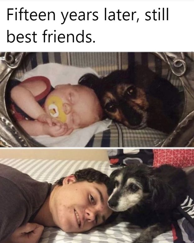 Dogs are loyal and loving