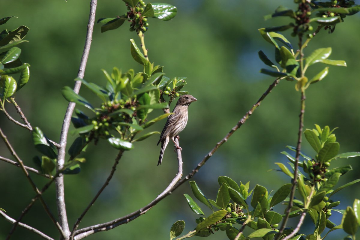 House Finch among the holly leaves. #SpectrumNews1 #ncwx #HouseFinch