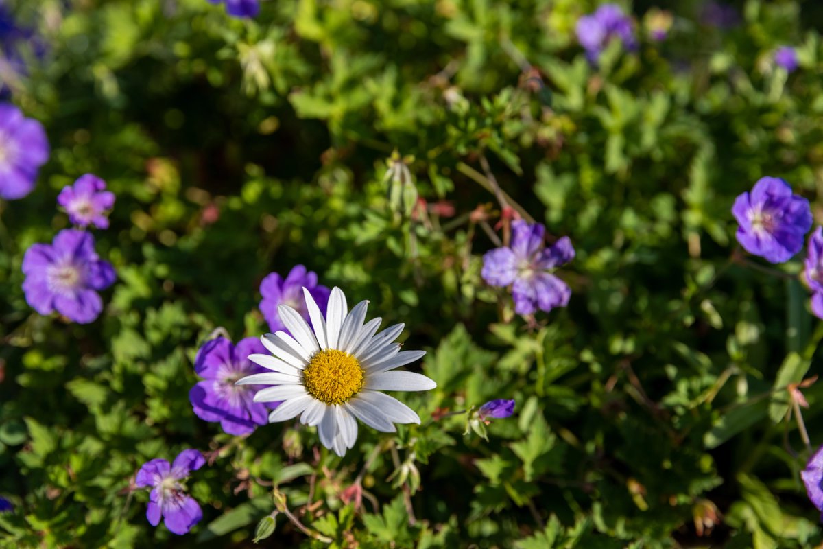 Happy May, #NAUAlumni! Join us for events this month 🌼⤵ 💙 5/10-5/11 - Spring @NAU Commencement 💛 5/18 - #NAUNearYou San Diego Chapter Mixer Get started: foundationnau.org/Events