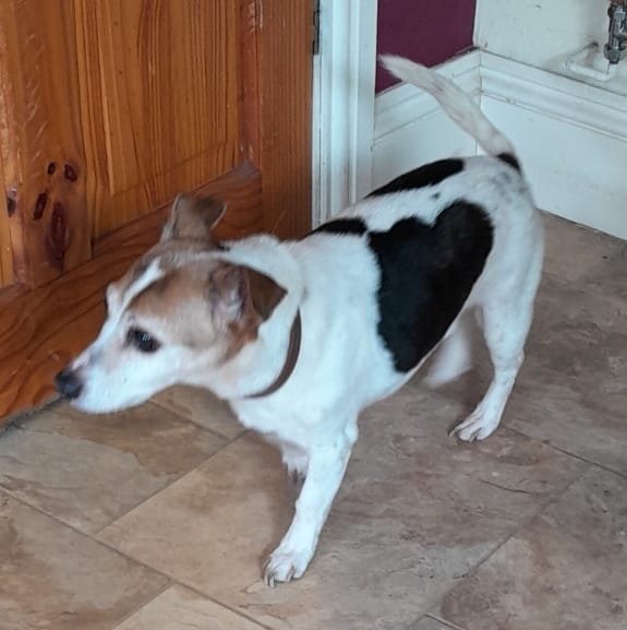 Lost dog found in Warrington.

Direct messages are open and you can also reply to this Tweet.

Jack Russell

Loat Missing Found Dog

#DogFound #MissingDog #LostDog