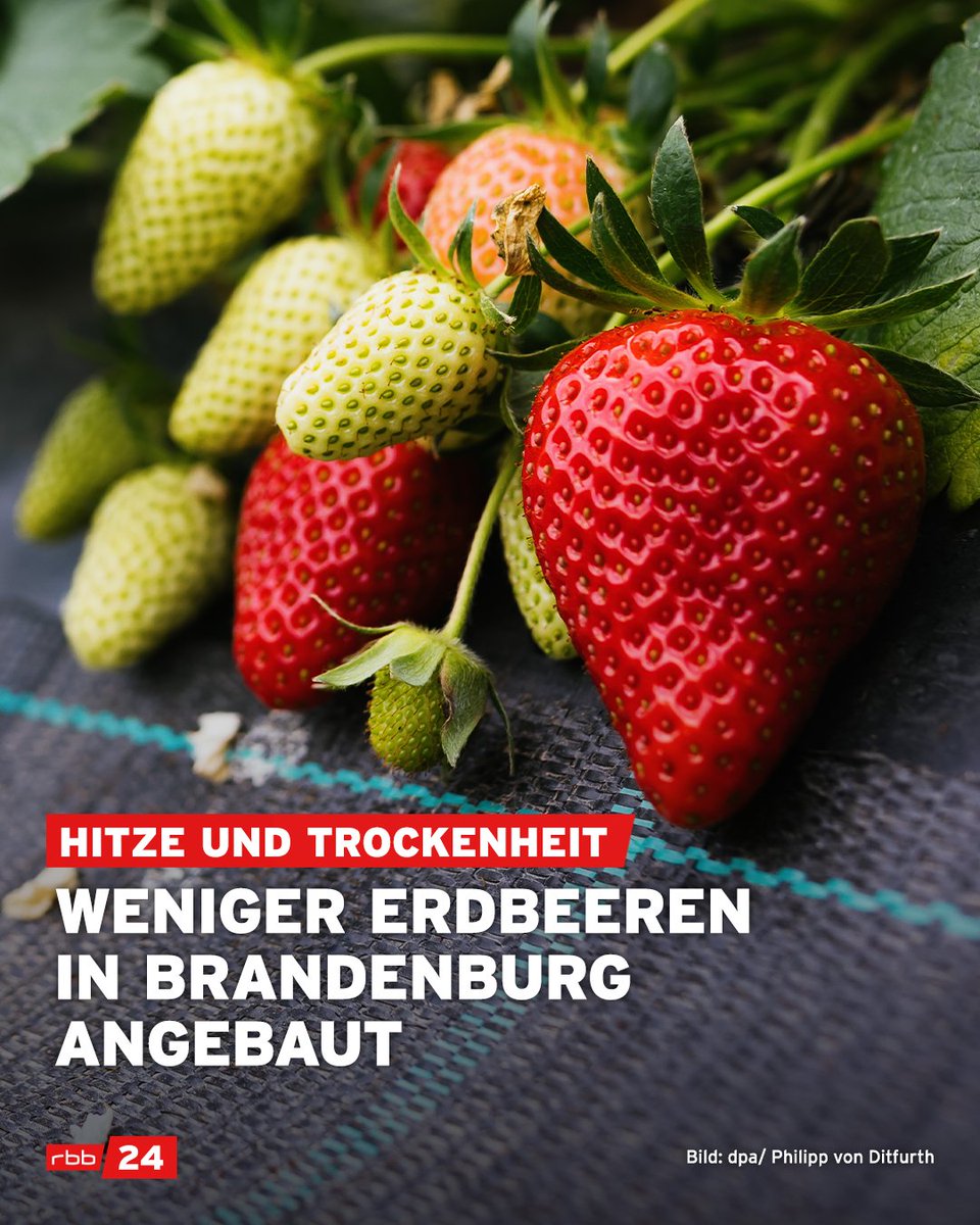 Seit Jahren werden in #Brandenburg weniger #Erdbeeren angebaut. Grund dafür sind hohe Temperaturen und wenig Regen. Aber auch der Preisanstieg und die Konkurrenz aus Südeuropa macht den Erdbeerbauern zu schaffen. rbburl.de/wenigererdbeer…