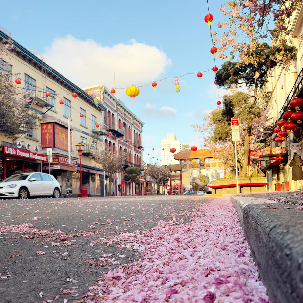 #RT @victoriavisitor: Celebrating the start of May with cherry blossom confetti lining the streets of downtown 🌸🎊

📍: Chinatown
📸: lavyo (IG)

#explorevictoria #chinatown #cherryblossoms #summertravel #downtownvictoria
