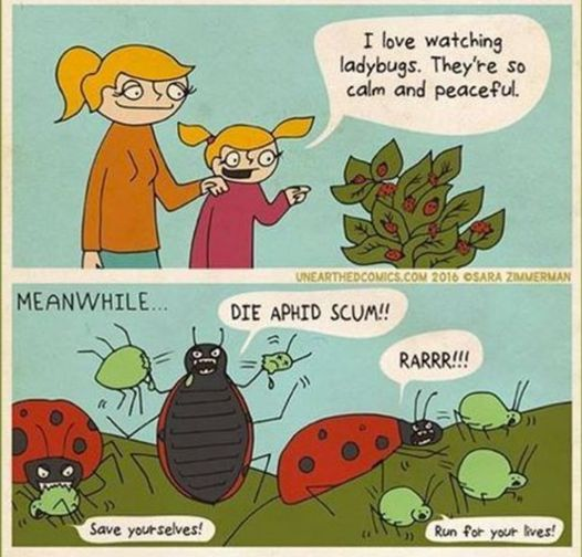 🤣I love ladybugs too! 🐞