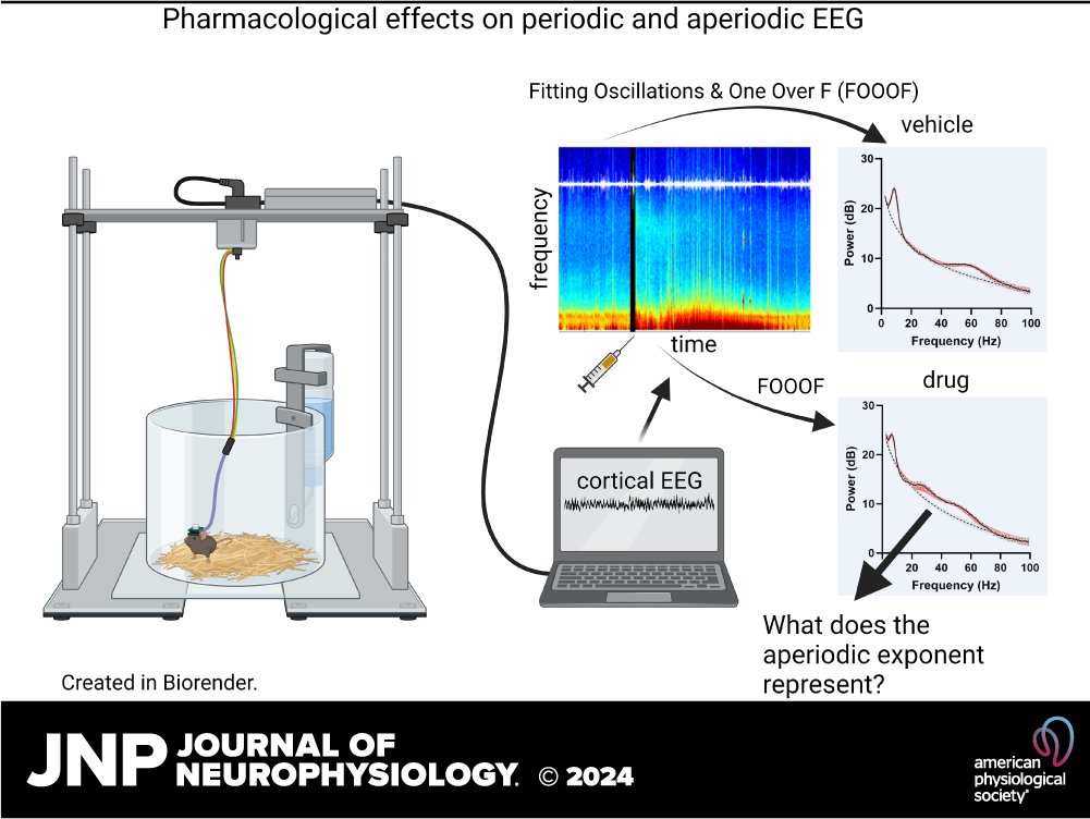 👉New #research in #JNeurophysiol 'Periodic and aperiodic changes to cortical EEG in response to pharmacological manipulation' by Sofia V. Salvatore et al. 🖱️ow.ly/I6eH50RiXVS #GABA #DREADD #electroencephalaography