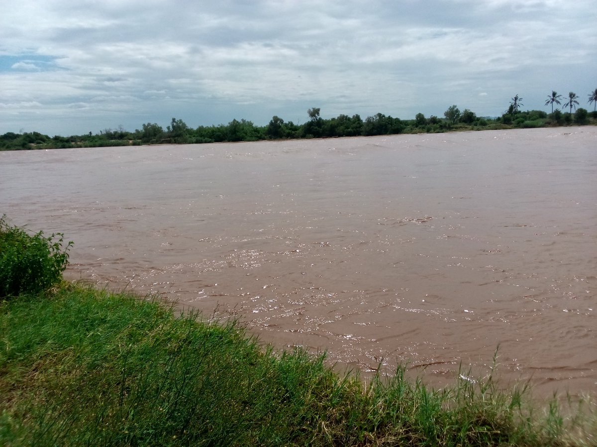 Who would believe... in my side of Kilifi, it has not rained. Nothing at all. Though we see the Galana river full, from waters upstream