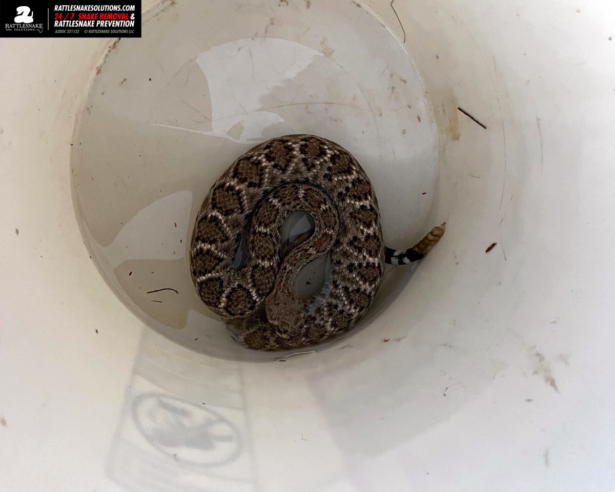 Which of these recent rattlesnake relocations is not a Western Diamondback Rattlesnake?