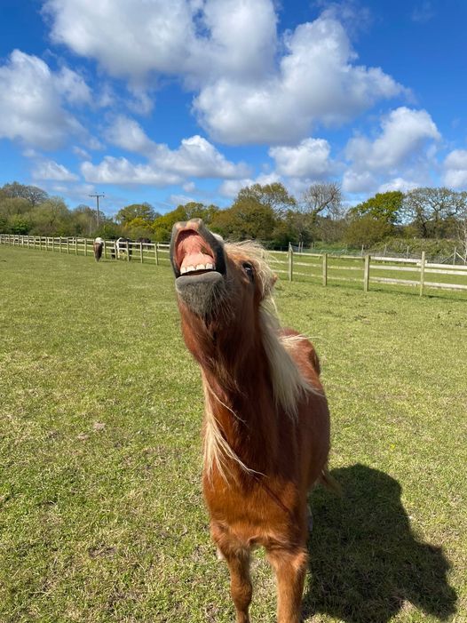 The boy himself Clifford challenges you, to set up just a £1 a month standing order. Super easy and if everyone does it, brilliant security to the residents. Please share x Horse Sense Wirral Sort: 161614 Account: 10375919 (Choose business option) Ref: Challenge