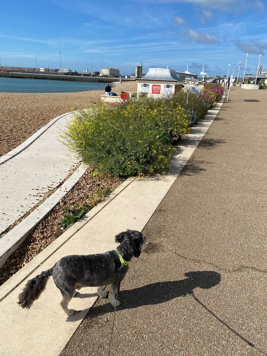 🐶 Calling all dog walkers. Seasonal beach restrictions for dogs now apply (from 1 May) on some of the district’s beaches until 30 September. Please visit dover.gov.uk/beaches for more information. #dover #dealkent #sandwichkent