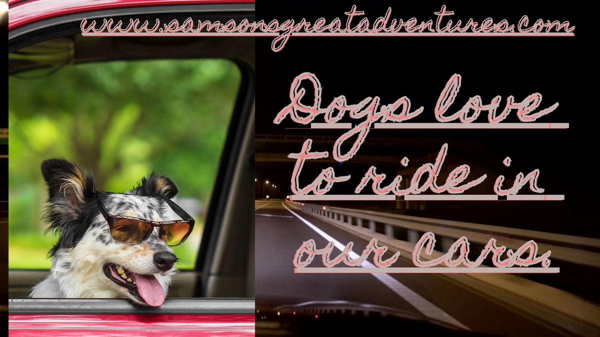 Some #dogs love to go on #car adventures.  Plz join #Samson on all his great #adventures. #fridaythought #fridayfeeling #fridaymorning #fridayvibs #fridaymotivation  #travelingsamson #samsonsgreatadventures #musclecars #vintagecars #samsonthedog #samsonsadventures #faithfuldog