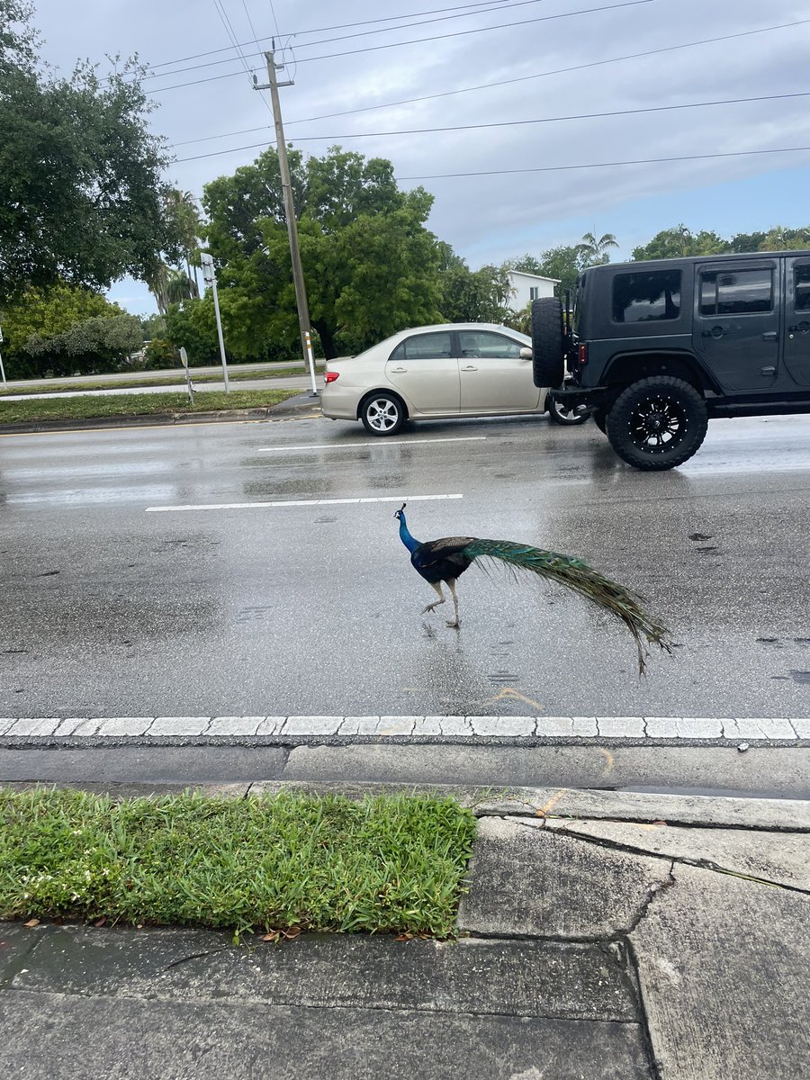 Why did the peacock cross the road? To get a Pinecrest Bakery colada y jamón croquetas. Only the Miami mind can understand.