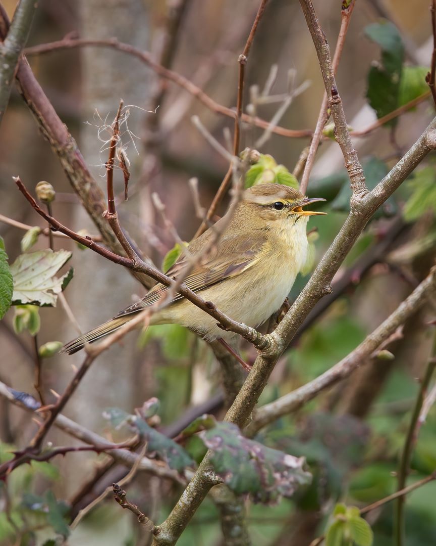 Fancy a spot of birdwatching and breakfast? Good news… 

✨ Tickets are still available for Walk with a Warden this Sunday!  ✨

Find out more 👉 ow.ly/75We50RqbO9 

📸: Willow warbler. Jonny Clark.

#WWT #CastleEspie #Birdwatching #DawnChorus #Wetlands #Wildlife