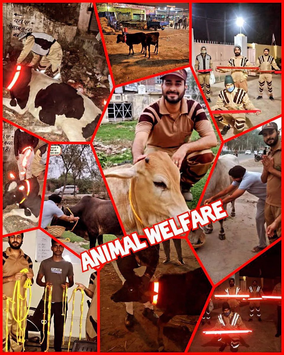 Millions of followers of Dera Sacha Sauda, following the teachings of Saint Gurmeet Ram Rahim Ji actively participate in animal welfare and also provide shelter, food and medical care to the animals as needed. #SafeRoadSaveLives #AnimalWelfare 
#AnimalCare #Kindness