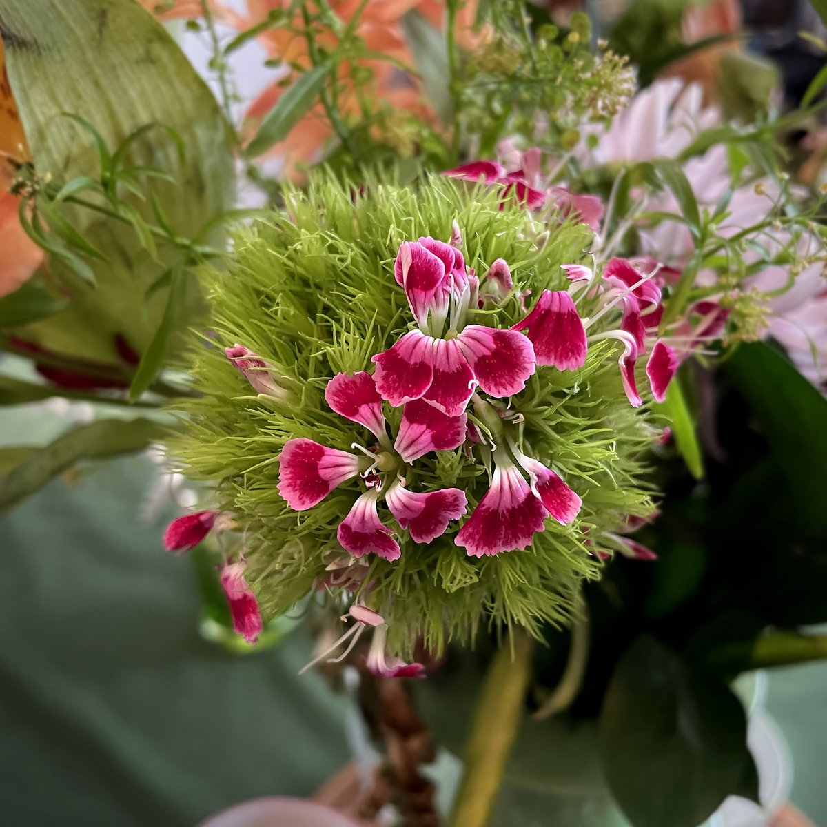 Magenta Is Bursting Out All Over Round
.
It’s May flowers time, and the spherical allium is bursting with color, like little wings or fans waving to you. Hello! Happy Magenta Day!
.
05.01.24
#rounddujour #flower #flowerpower  #mayflowers #allium #bloom
RoundMuseum.com