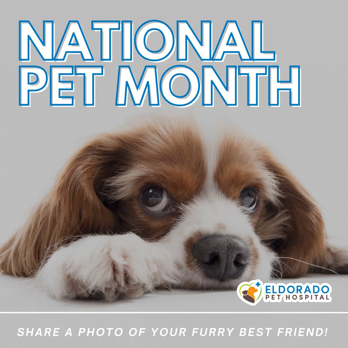 🐾 It's National Pet Month! 🎉 Show off your cuddly companion by sharing a photo of your furry best friend in the comments. Let's fill our feed with the faces of our beloved pets! #NationalPetMonth