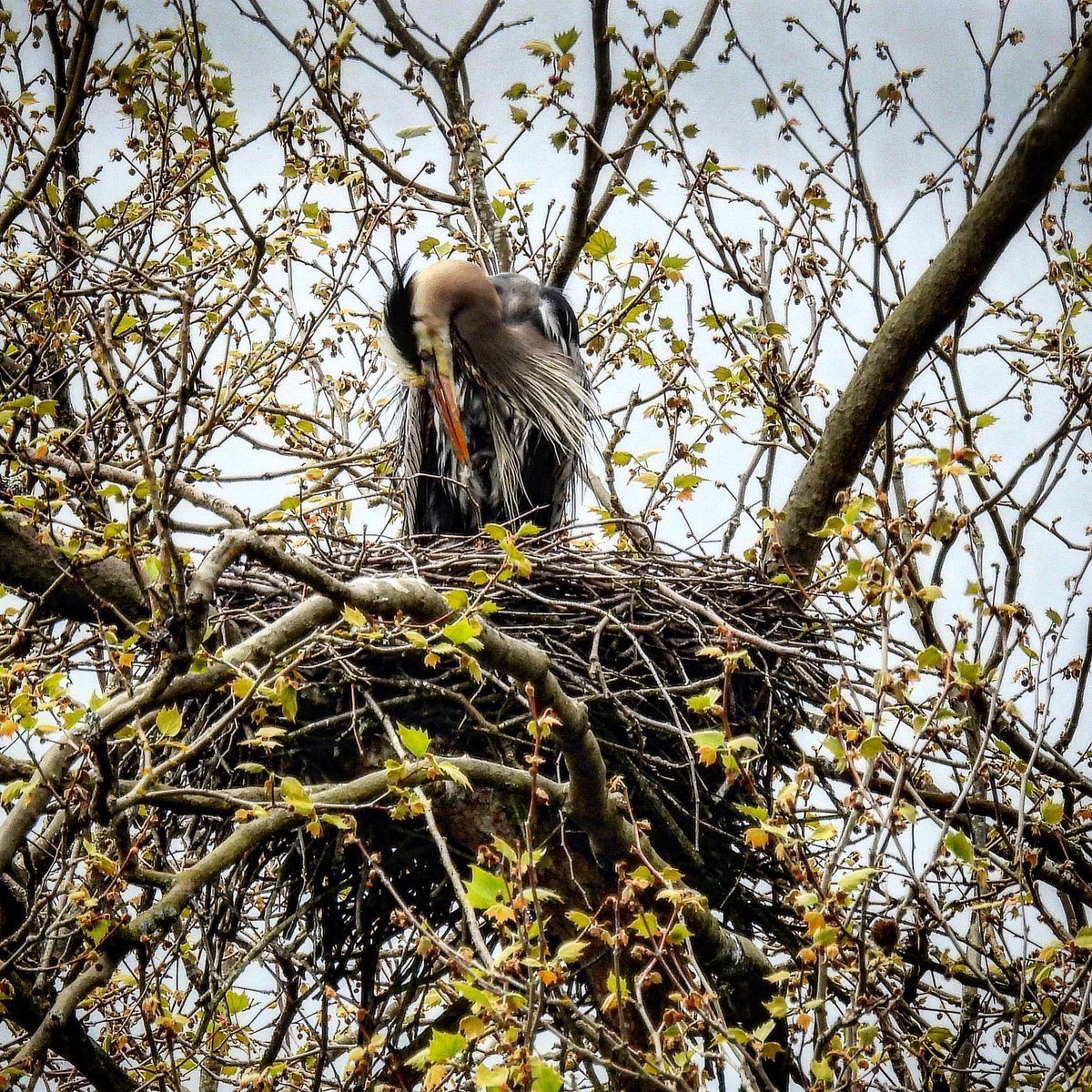 Heron at the @StanleyParkEco Heronry - looking down at what she made… 💙 #birds #nature #wildlife #heron @every_heron @bcbirdtrail @VanBirdCeleb #vancouverbirds It’s May! Have a great day! 🥰👍💚 please be kind - and always respect wildlife #naturefirst 💚