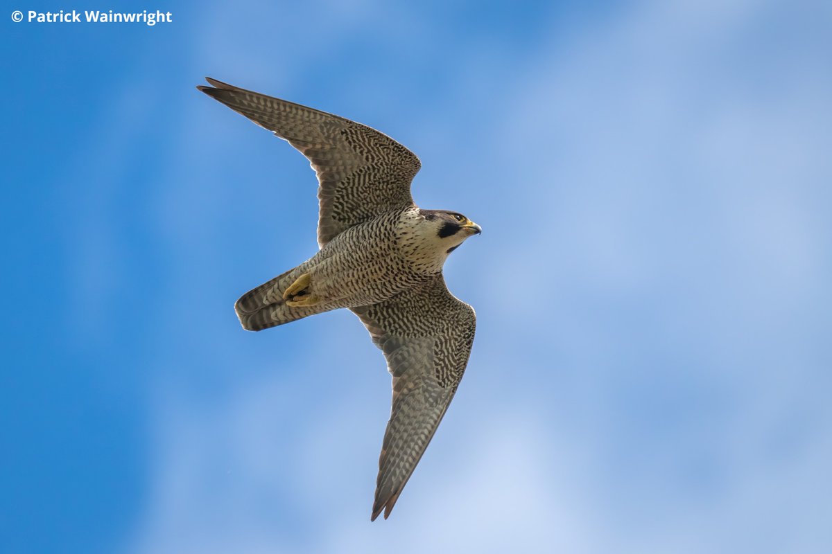 🐣 If all goes well, we could soon welcome new #PeregrineFalcon chicks at @StAlbansCath!

🦅  While we eagerly await their arrival, dive into our latest blog to learn everything you need to know about these magnificent birds of prey.

👉 ow.ly/2HZl50Rsfgg