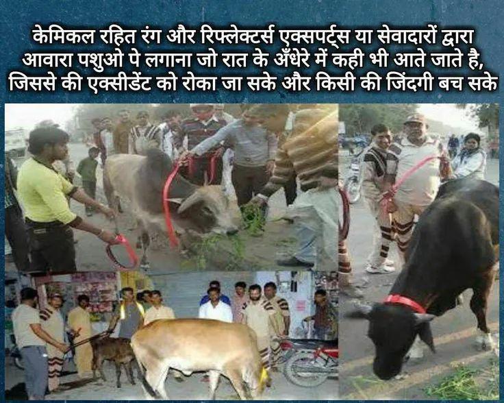 #SafeRoadSaveLives initiative was taken by Saint Dr Gurmeet Ram Rahim Singh Ji Insan. According to this initiative, #DeraSachaSauda followers tie bandages or chemical free reflector belts on animals, and remove animals carcasses.
#SafeRoadSaveLives #AnimalWelfare