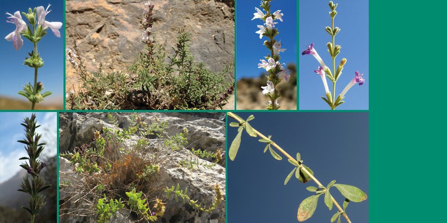 [#Adansonia] A morphological re-evaluation of the taxonomic status of Satureja L. (Lamiaceae, Nepetoideae, Mentheae) from flora of Iran ⤵️ ✒️ Firouzeh BORDBAR & Mansour MIRTADZADINI 🔗 adansonia.com/46/7 #Lamiaceae #Nepetoideae #Mentheae #flora #botanist #iamabotanist