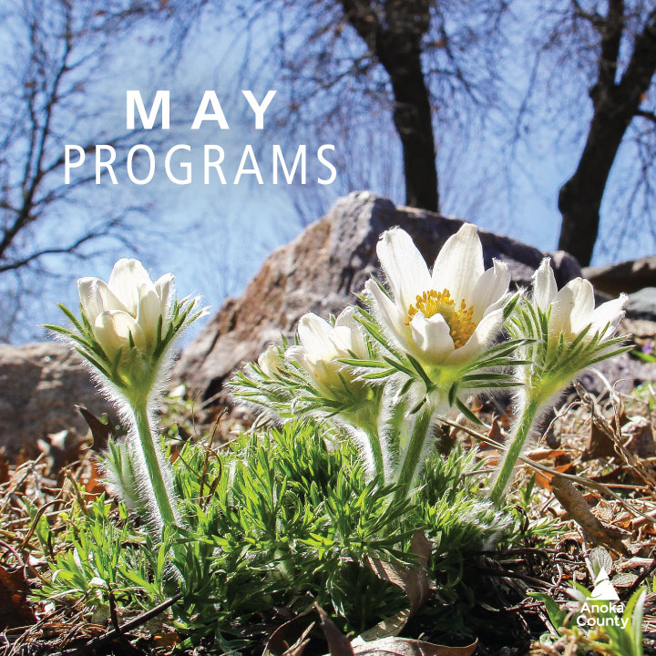 So many May programs! ➡️ bit.ly/acp-register 🥪 🆓 Lunch with a Naturalist 🌱 🆓 Wargo Restoration Project 🎣 🆓 Kids Fishing Clinic 🐦 Bird Walk Series 🥾 🆓 Walk with a Naturalist 🪨 🆓 FREE Agates & Agate Lookalikes 🚲 Fat Tire Biking 🌲 Forest Bathing 🛶 Birding by Boat