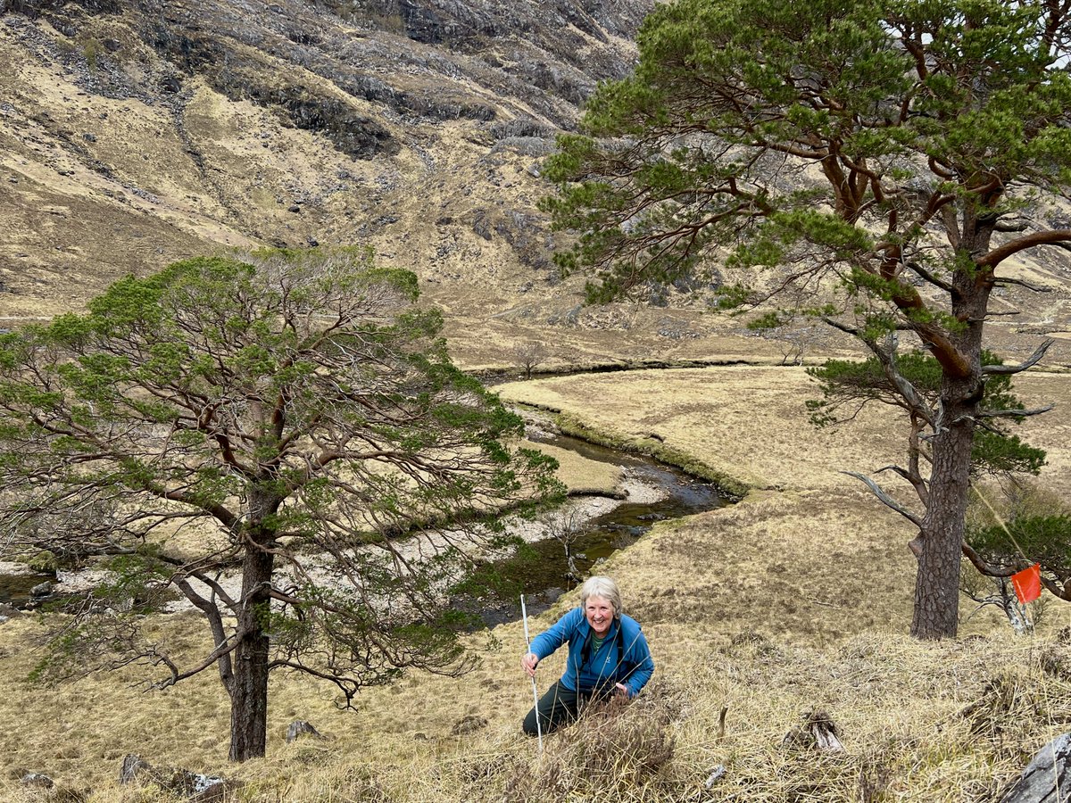 Zulu Ecosystems (@zuluecosystems) on Twitter photo Zulu Ecosystems and our partners at <a href="/treesforlifeuk/">Trees for Life</a>
surveying the natural regeneration of native seedlings on a spectacular native Caledonian pinewood site on the West Coast of Scotland. #LostWoods Zulu Ecosystems and our partners at <a href="/treesforlifeuk/">Trees for Life</a>
surveying the natural regeneration of native seedlings on a spectacular native Caledonian pinewood site on the West Coast of Scotland. #LostWoods