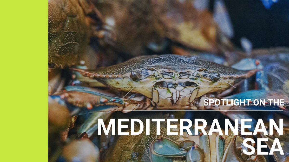 Invasives like blue crab are impacting ecosystems & fishing livelihoods in the #Mediterranean, where they are reducing the Italian eel fishery by 20,000 kgs a year. Climate change is set to make the situation worse, could a blue crab market be the answer? loom.ly/PF53kHE