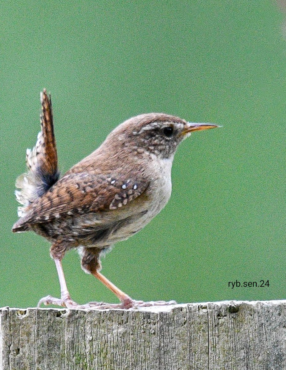 #Worcestershire 
Eurasian Wren
Beautiful little bird