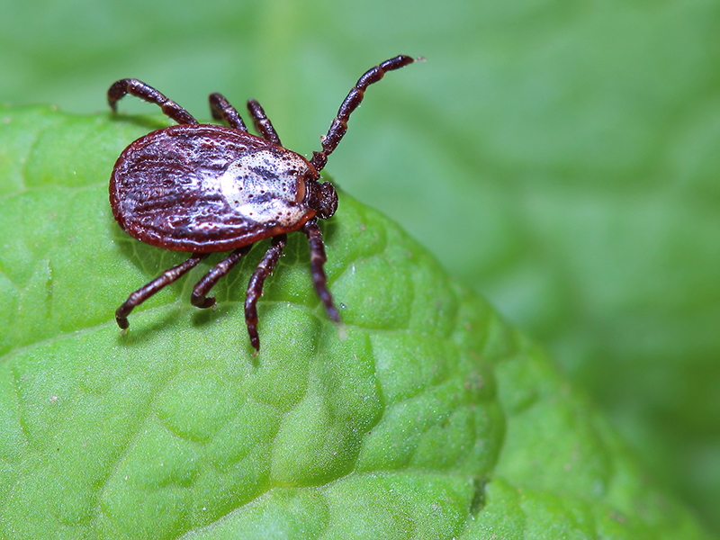 With the arrival of warmer days and gentler weather, it's important to be aware that it's also tick season. Tickborne illness is more common than you might think, spklr.io/6015oIzF.