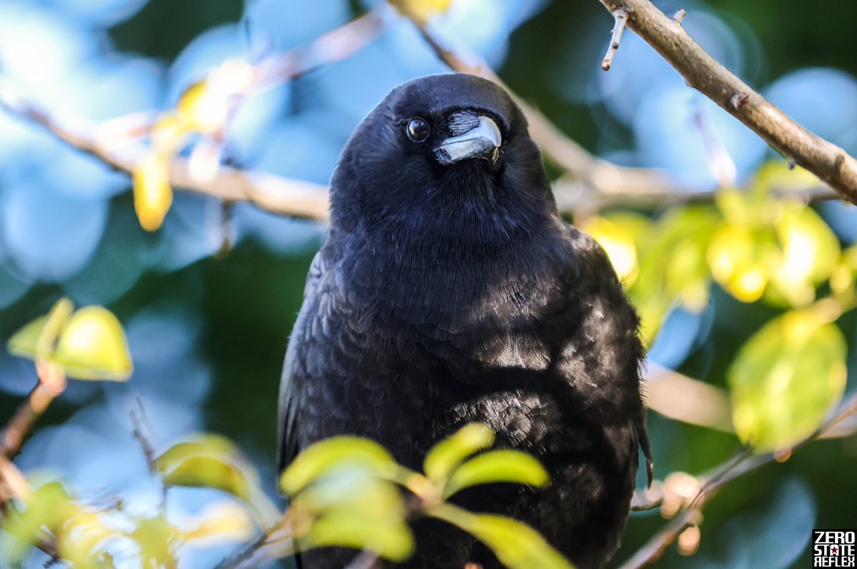 Good Crow

#crow