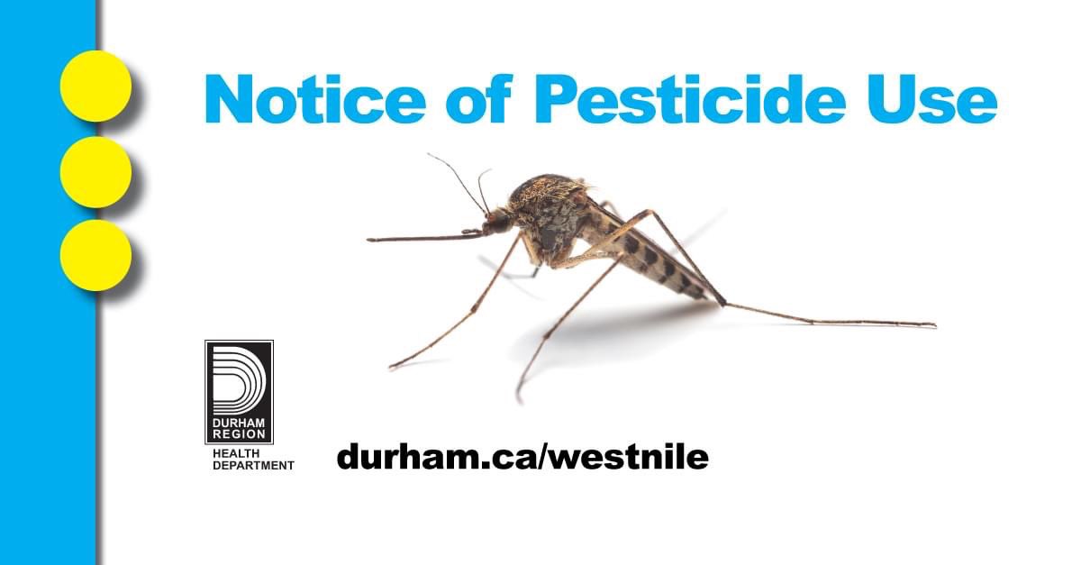 Between May-Oct. 2024, @DurhamHealth will conduct surveillance & larviciding activities to control #WestNile virus. This includes weekly adult mosquito-trapping, dipping surface water sites, larviciding catch basins & stagnant surface water. Learn more durham.ca/westnile