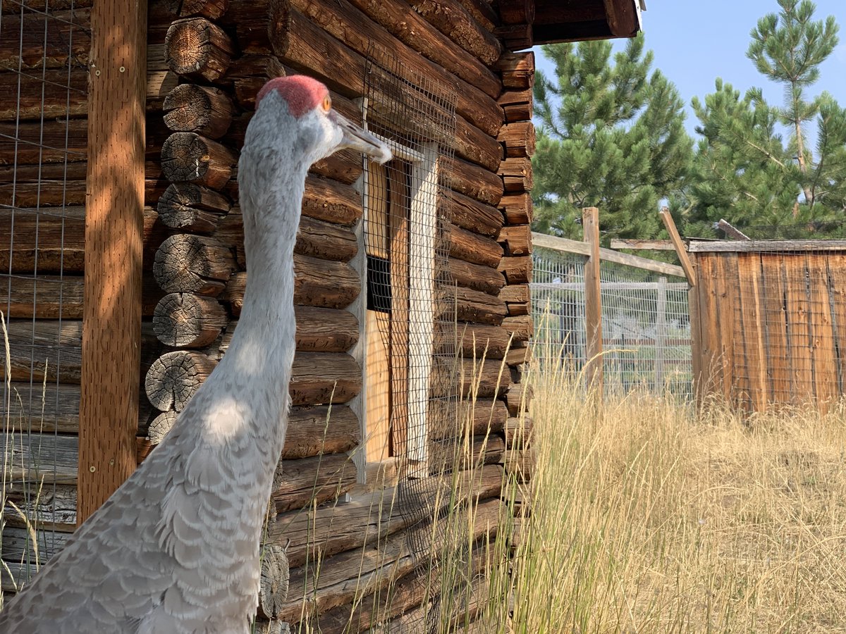 Yellowstone Wildlife Sanctuary tweet media