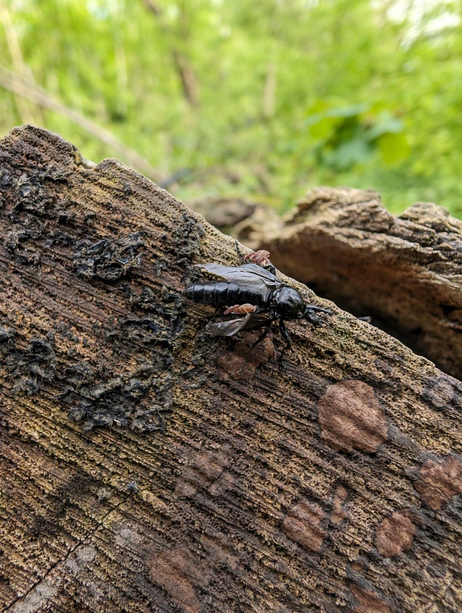 What's better than one pseudoscorpion? Three. @BritishSpiders