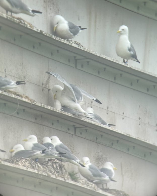 Warmer weather coincided with a big influx of adult #Kittiwakes at the Gateshead Saltmeadows Tower today Max count 170 up from average of 90 in previous weeks. @TyneKittiwakes @KittiwakesTyne  @DanT_Coast