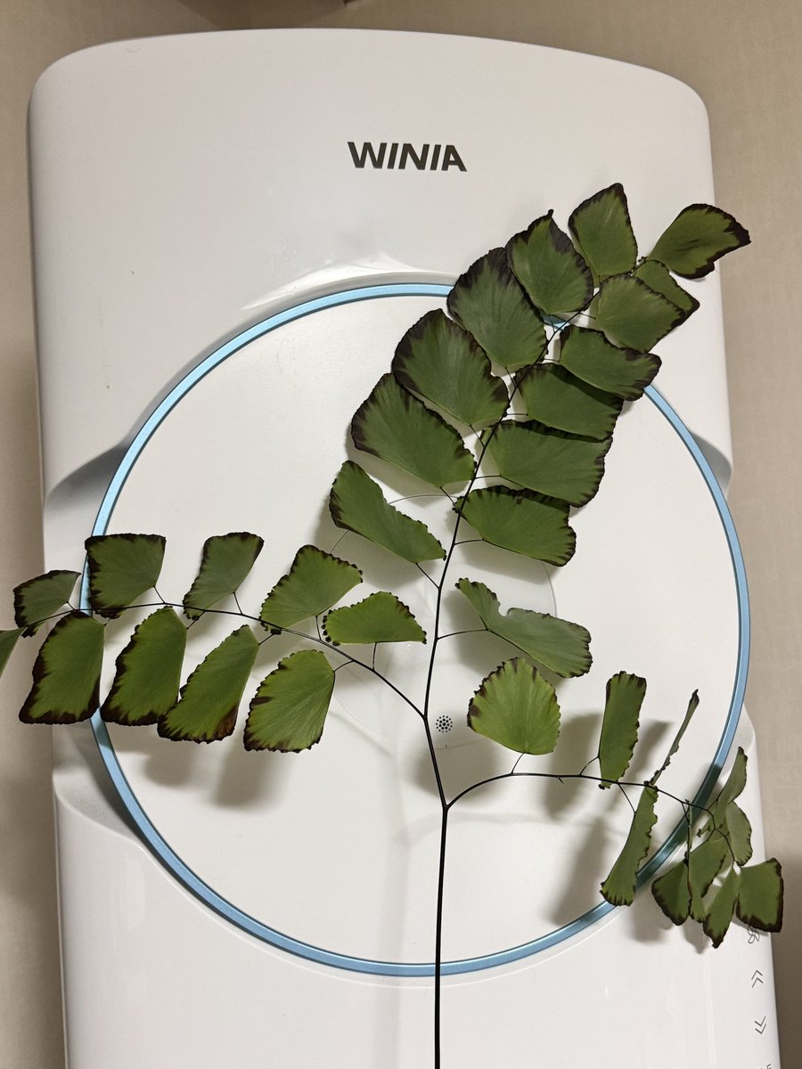 겨울 보내면서 까매진 잎들 정리했는데
얘가 제일 큰 줄기